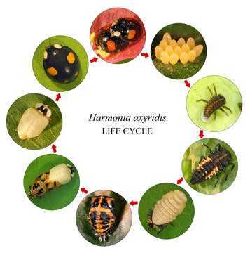 Multicoloured Asian lady beetle or Harlequin, Harmonia axyridis (Coleoptera: Coccinellidae). Life cycle. Development stages - eggs, larva, pupa, adult. Isolated on a white background
