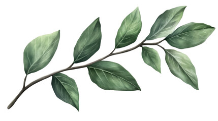 green leaves on white background