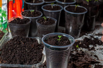 Seedlings sprout from dark soil in clear plastic cups, sitting on a table with spilled dirt