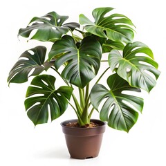 Split leaf philodendron background white