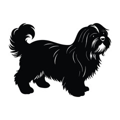 Shih Tzu Walking with Head Held High Silhouette for Stock Illustration