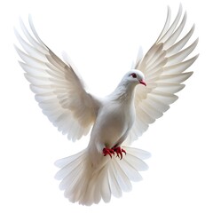 white dove flying background white