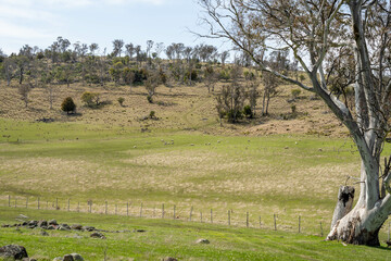Fototapeta premium agriculture farming landscape with livestock and crops grown sustainable practices