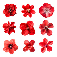 Vibrant Red Flowers Blooming Beautifully Nature's Red Hues