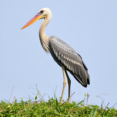 Fototapeta premium shoebill stork