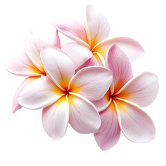 Naklejka premium Delicate Pink Plumeria Blooms Peaceful Serenity Tropical Beauty