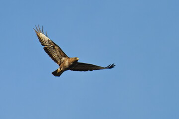 Mäusebussard im Flug bei der Jagd