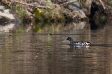 Teichhuhn (Gallinula chloropus) im Winter in der Oberlausitz