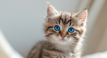 Fototapeta premium Cute tabby kitten with striking blue eyes poses