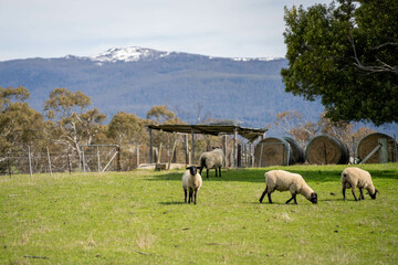 Obraz premium sheep farm in the countryside in spring