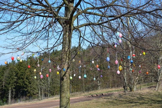 Ostereierbaum in freier Natur