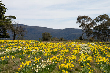 agriculture farming landscape with livestock and crops grown sustainable practices