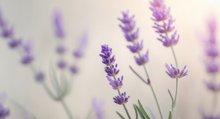 Obraz premium Delicate Lavender Sprig Peaceful Purple Blooms Nature's Tranquility