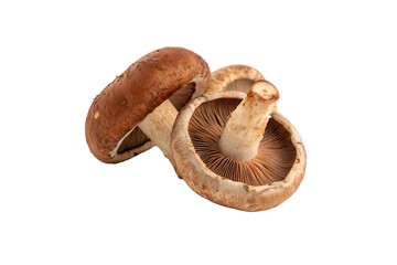 Fototapeta premium Transparent Shiitake Mushroom Vegetable PNG Images – High-Quality & Editable