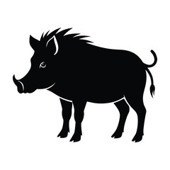 Boar standing with large tusks slightly curved silhouette on white