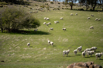 Fototapeta premium sheep farm in the countryside in spring