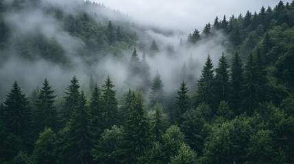 Misty morning in a dense pine forest with fog rolling through the trees.
