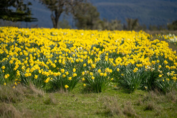 agriculture farming landscape with livestock and crops grown sustainable practices