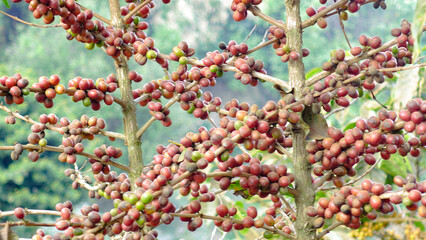 red coffee bean ripe berries plant fresh on coffee tree