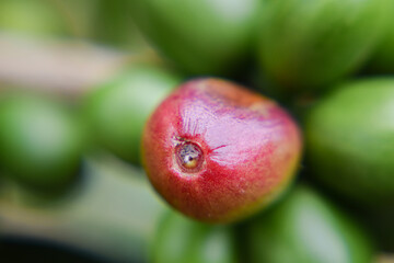 Close Up coffee cherries ripening on the coffee tree branch