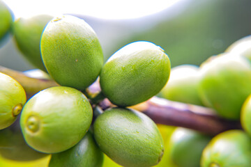 Close up unripe coffee beans in coffee branches, organic agriculture plants background