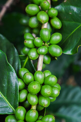 Close up unripe coffee beans in coffee branches, organic agriculture plants background