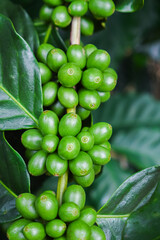 Close up unripe coffee beans in coffee branches, organic agriculture plants background