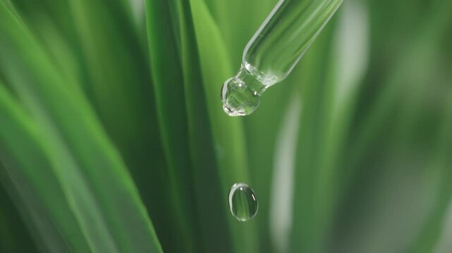 Serum drop falling from pipette with essential liquid. Cosmetic or medical liquid in slow motion. Dermatology science laboratory. Natural medicine research and organic skin or body care products
