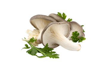 Oyster Mushroom Vegetable PNG Download – Crisp & Clear Transparent Images