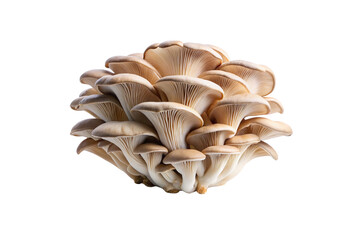 Oyster Mushroom Vegetable PNG Download – Crisp & Clear Transparent Images