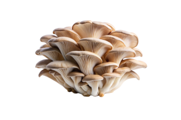 Oyster Mushroom Vegetable PNG Download – Crisp & Clear Transparent Images