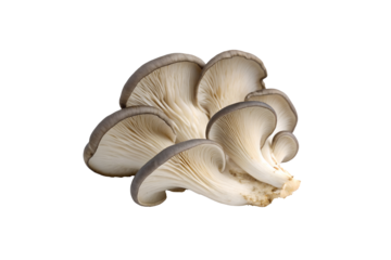 Oyster Mushroom Vegetable PNG Download – Crisp & Clear Transparent Images