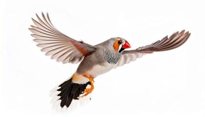 Obraz premium zebra finch flying taeniopygia guttata against white background
