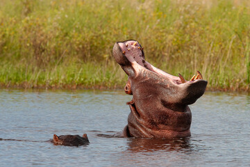 Fototapeta premium Hippopotame 
