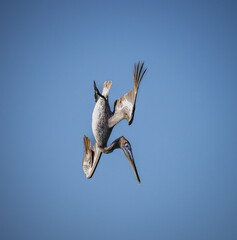 Brown pelican diving straight down into the ocean to catch a fish