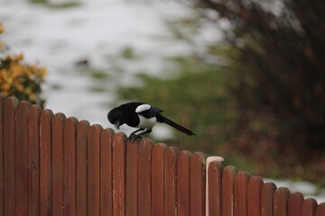 Smart eurasian magpie (Pica pica) sitting on a tree branch with beautiful green natural background
