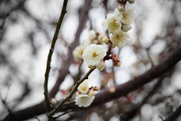 白く梅の蕾と満開の花