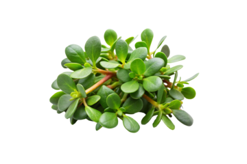 Transparent Purslane Vegetable PNG Images – High-Quality & Editable