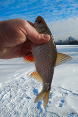 Winter roach fishing from the ice, catch.