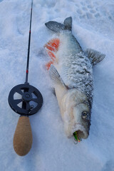 Winter fishing from the ice, catch.