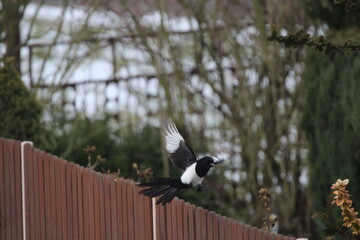 Smart eurasian magpie (Pica pica) sitting on a tree branch with beautiful green natural background
