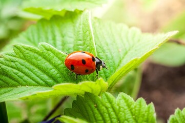 A ladybug with black spots is perched upon a vibrant green leaf in a natural setting.