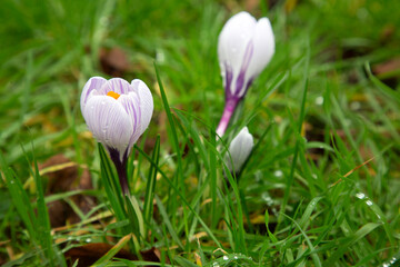 Shining purple-white crocus. Crocus chrysanthus.