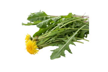 Transparent Dandelion Greens Vegetable PNG Images – High-Quality & Editable