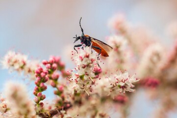 A Stylogaster stylata fly elegantly perched on pink and white blooms in a spring scene.