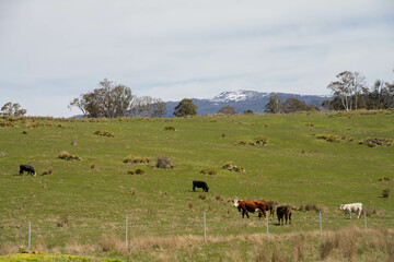 agriculture farming landscape with livestock and crops grown sustainable practices