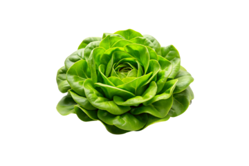 Download High-Quality Butterhead Lettuce Vegetable PNG Images with Transparent Background for Free