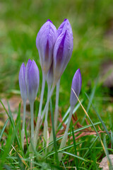 Shining purple-white crocus. Crocus chrysanthus.