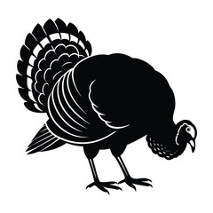 Turkey Pecking on Ground with Beak Lowered Silhouette on White Background
