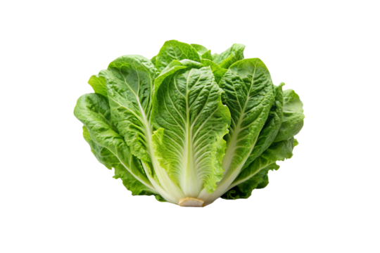 Romaine Lettuce
